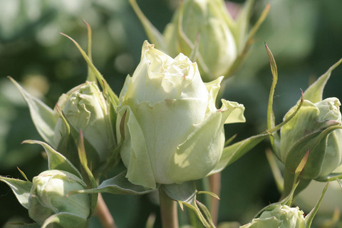 ミントティー3852