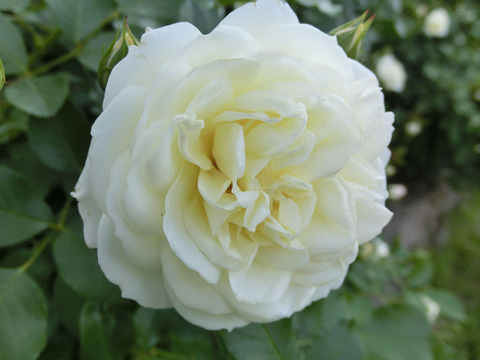 バニラ　ボニカ1294