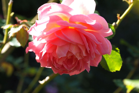 ジュビリー　セレブレーションsDSCF8830