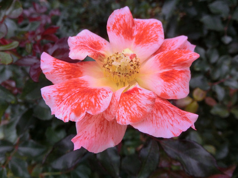 ホット　ファイアーsCIMG8472