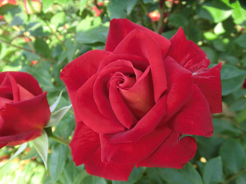 かがやきdezi8793