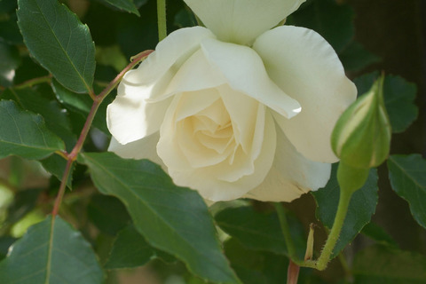 アイスバーグsDSCF0885