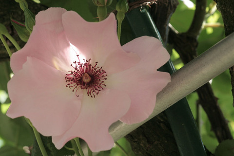 デンティ　ベス3889