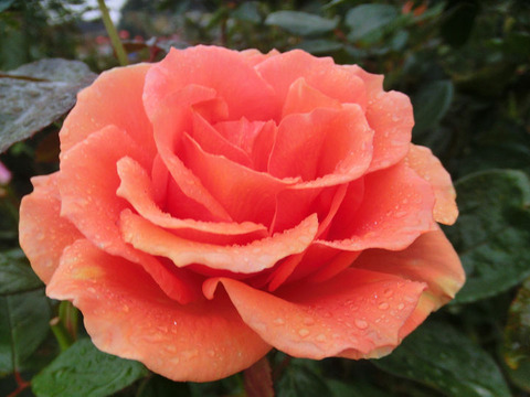 アシュラム　1461