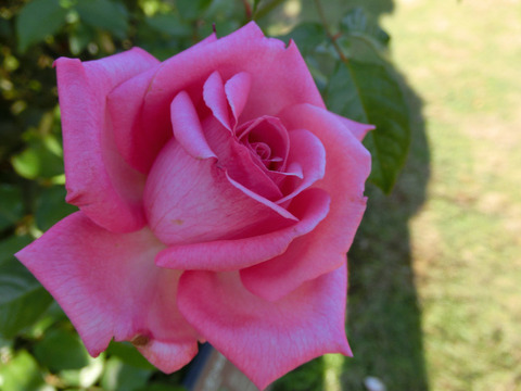 ウェディング　ベルズ6826