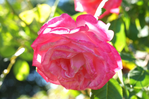 せいか　聖火　（せいか）sDSCF8887