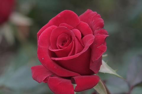 カーディナルsIMG_7283