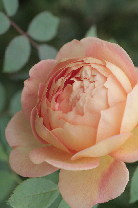 レディ　オブ　シャーロット6805