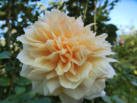 イングリッシュ　ガーデン (2)