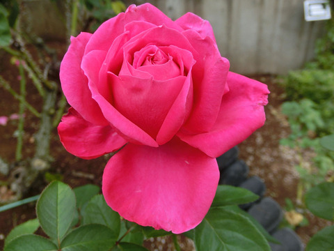 マリア　カラスsCIMG4981