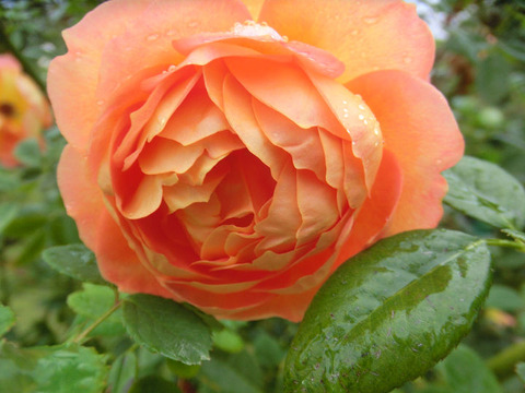 レディ　オブ　シャーロット　1341