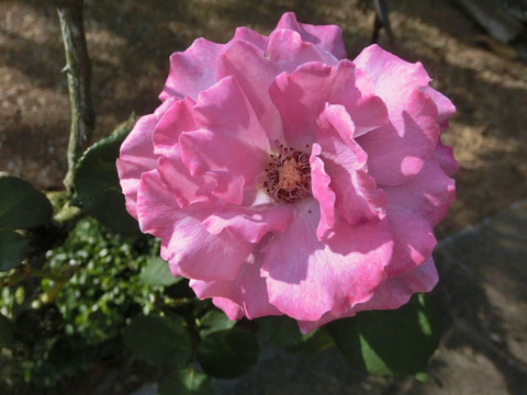 エンジェル　フェイスsCIMG6589