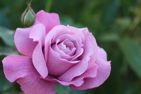 シャルル　ドゥ　ゴールsDSCF1045