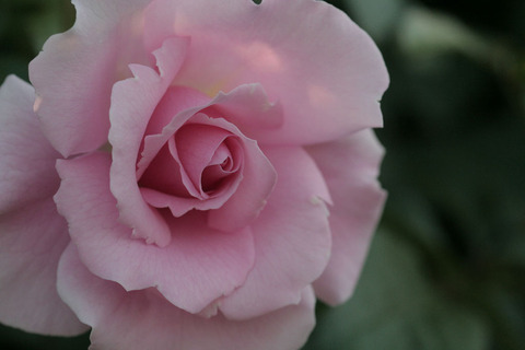 サマー　モルゲン4919