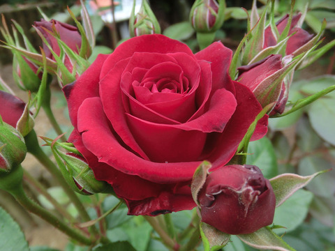 ニコロ　パガニーニsCIMG5747