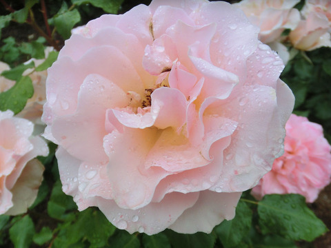 ヨハン　シュトラウスsCIMG6413