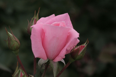 プリンセス　アイコsIMG_4124