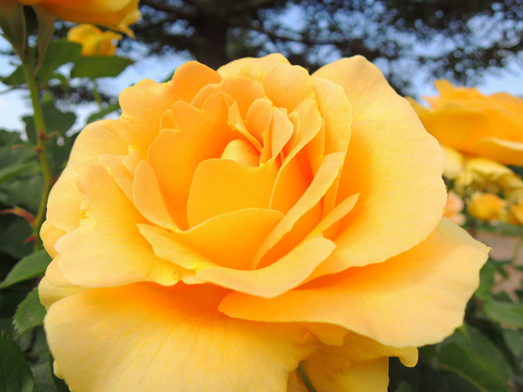 ハニー　ブーケsDSCN3770