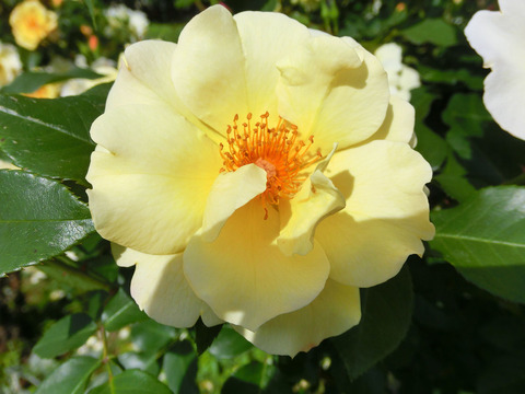 きんれんぽ　金蓮歩　（きんれんぽ）sCIMG4943