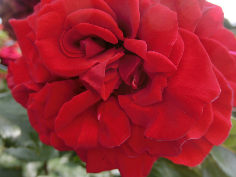 レッド　クイーンsCIMG5296