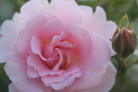 サマー　モルゲン (2)