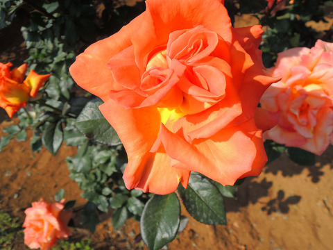 らくえん　楽園sDSCN4057