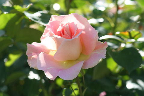 シュネー　バルツァー