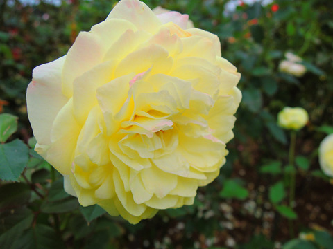 かいきょ　快挙sDSCN9645