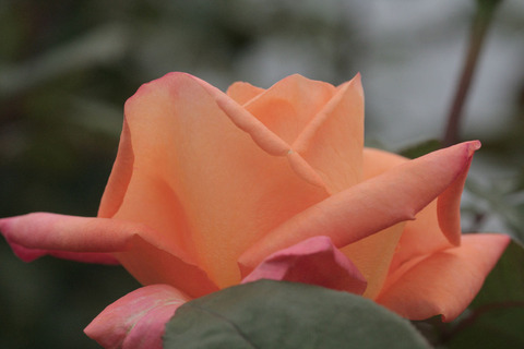 とこなつ　常夏　（とこなつ）sIMG_6990