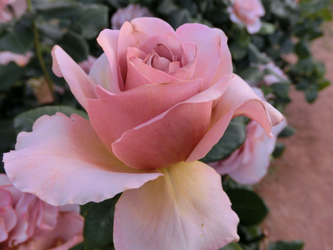 カフェ　ラテ1780