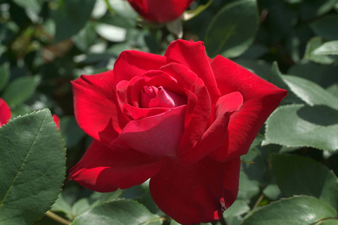 うたげ　宴　（うたげ）sDSCF1253