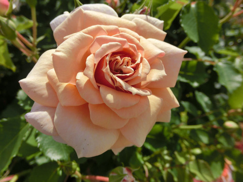 えみ　笑み　（えみ）sCIMG5021