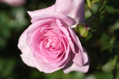 エンチャンティッド　イブニングsDSCF9546