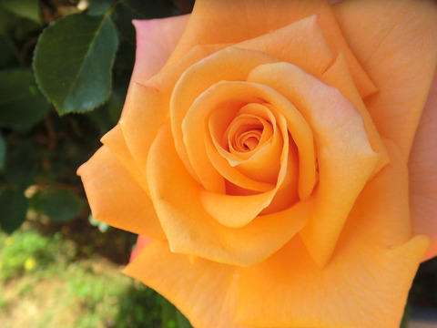 とこなつ常夏1431