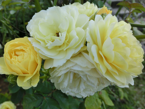 ゴールデン　ボーダーsCIMG8286