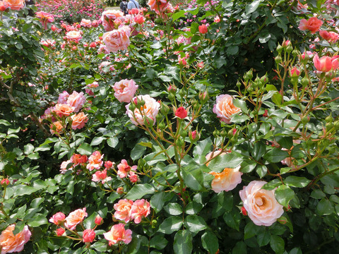 ウーメロsCIMG5205