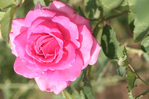 フラグラント　レディー0200