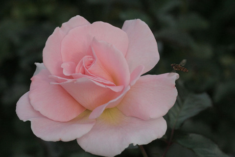 スプリング　コサージュsIMG_5976