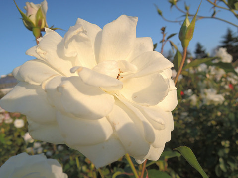 アイスバーグ6760