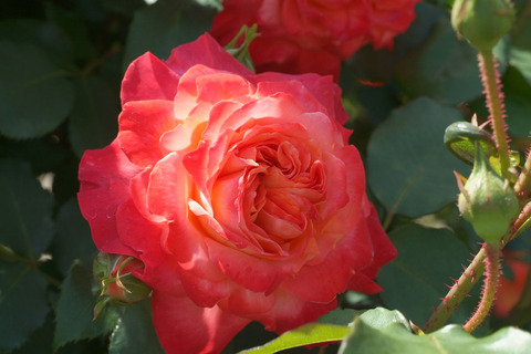 フリュイテsDSCF1195