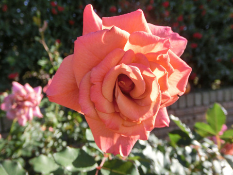 チョコ　フィオーレsCIMG8498