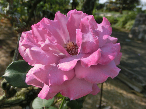 エンジェル　フェイスsCIMG6601