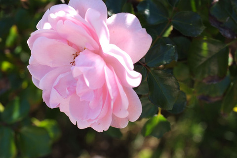 ホーム　＆　ガーデンsDSCF8576