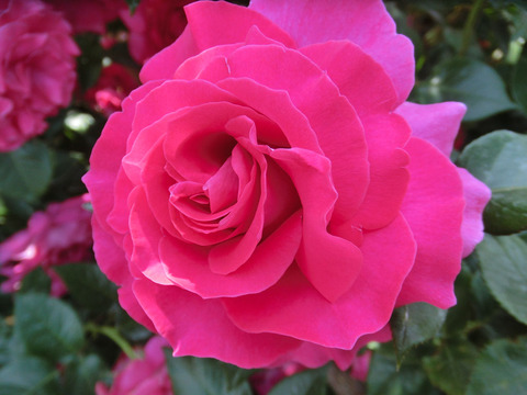 マヌウ　メイアン0578