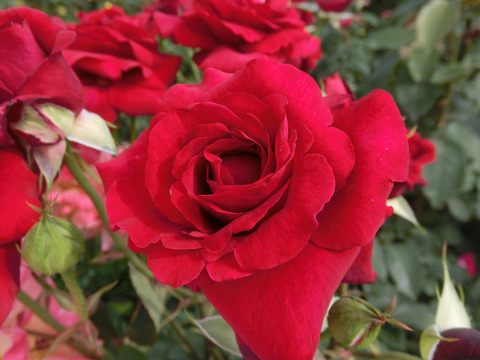 ドフト　ツァーバァ　’８４sCIMG5166