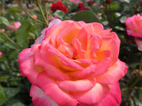 あさぐも　朝雲sCIMG5279