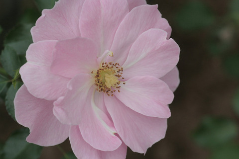 クイーン　マザーsIMG_6884