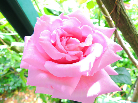 ブルー　ムーンsDSCN4749