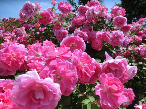 ケアフリー　ワンダー1183