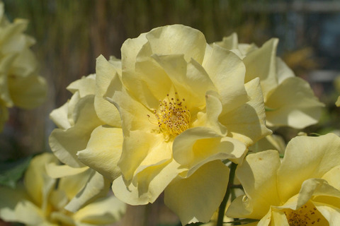 サプライズsDSCF1065